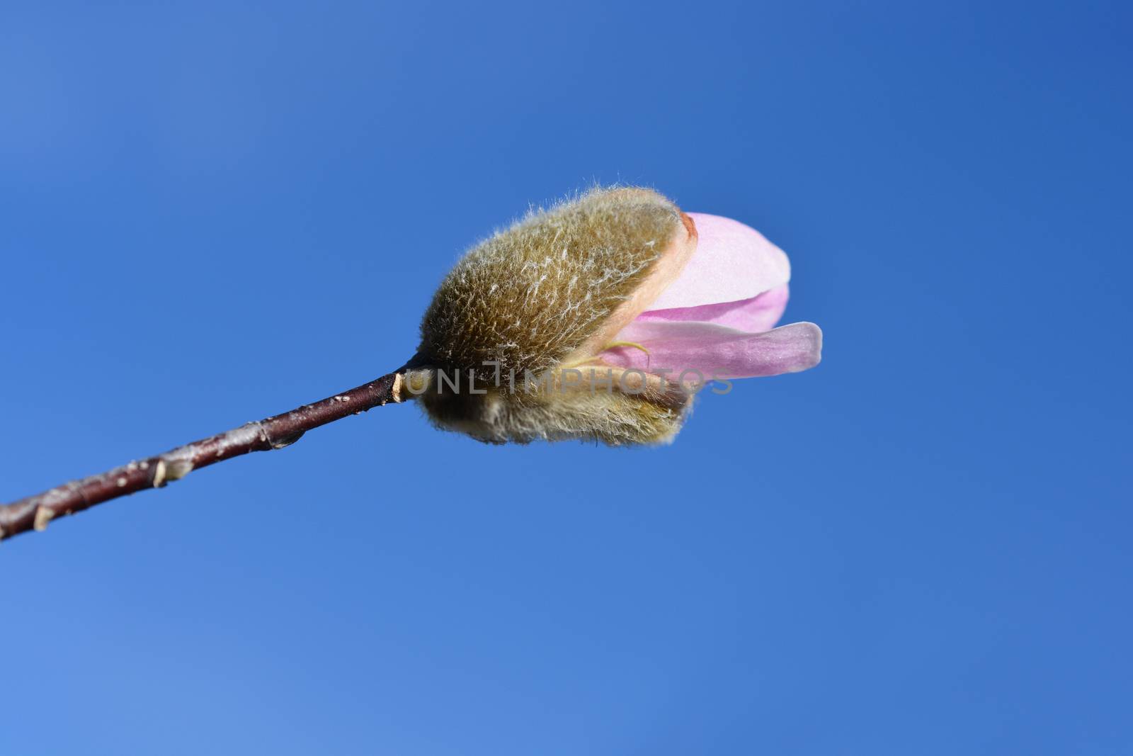 Star magnolia flower bud - Latin name - Magnolia stellata