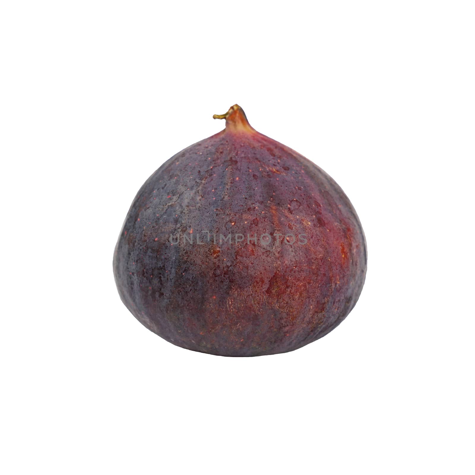 Close up one fresh whole ripe fig fruit isolated on white background, low angle side view
