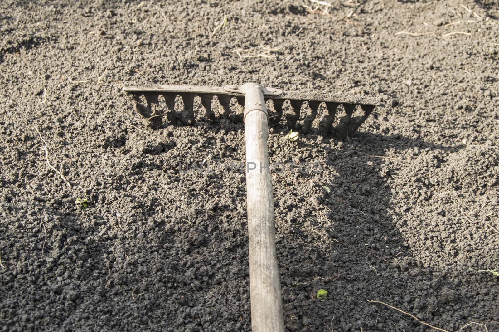 Garden rakes lying on the ploughed black soil for planting - the concept of gardening and farming, spring work in the garden.