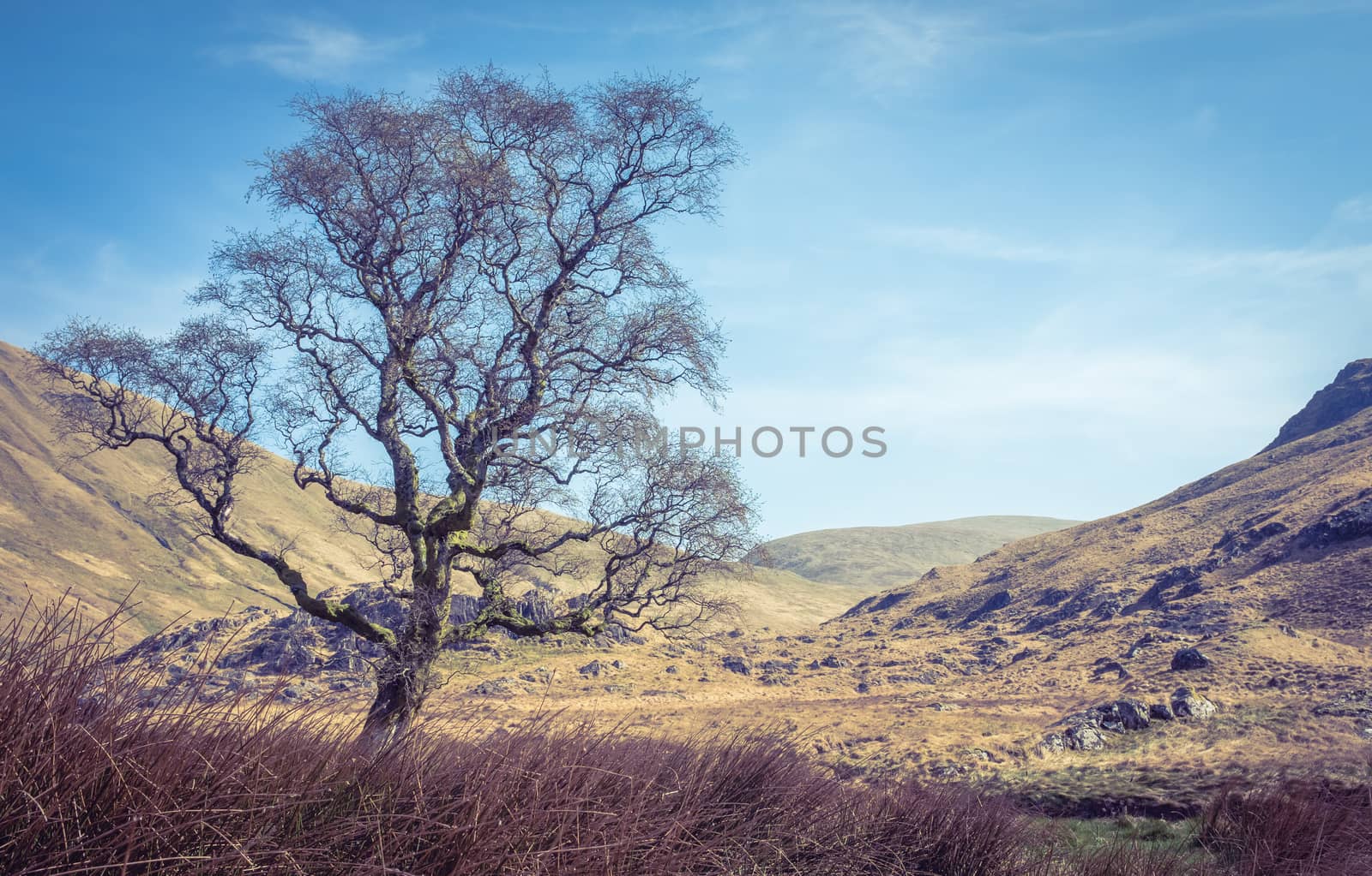 Barren Dry And Rocky Landscape Wilderness With A Single Tree In The Scottish Borders