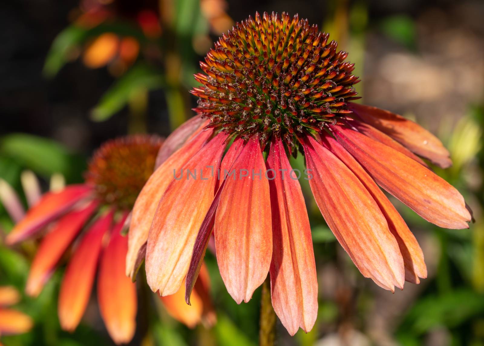 Coneflower (Echinacea purpurea), flowers of summer