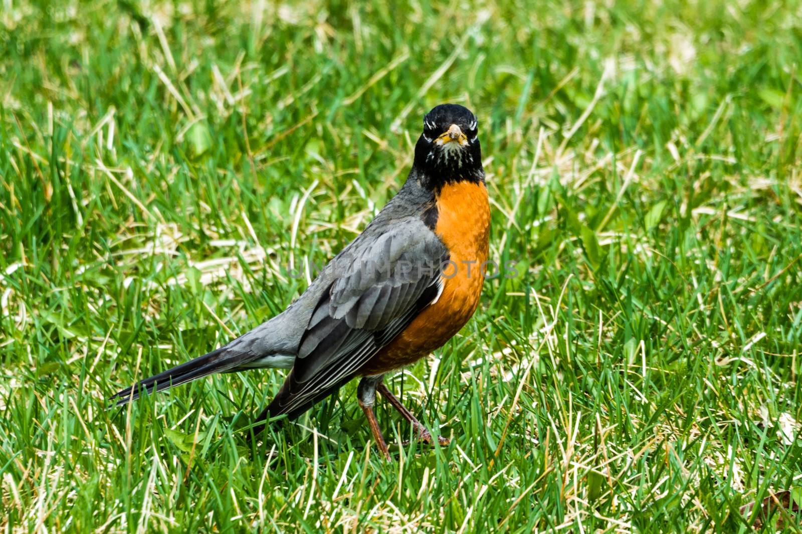 A gray bird with an orange chest is standing on the grass by ben44