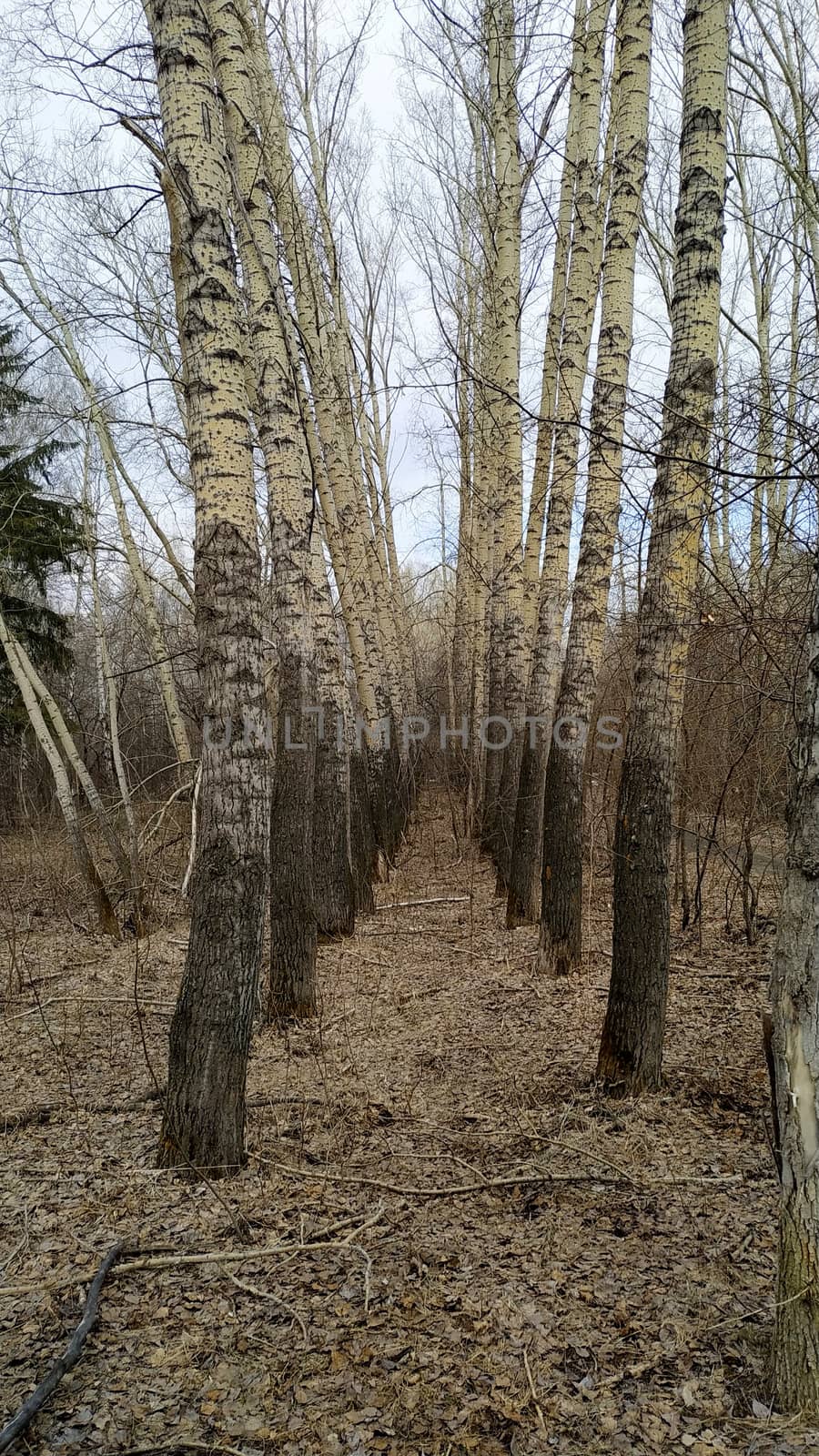 Two rows of poplars form an alley in the forest.