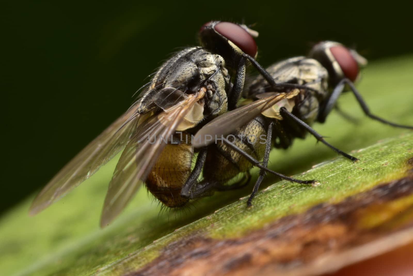 Fly ( Musca domestica ) are breeding on green leaf by anuraksir