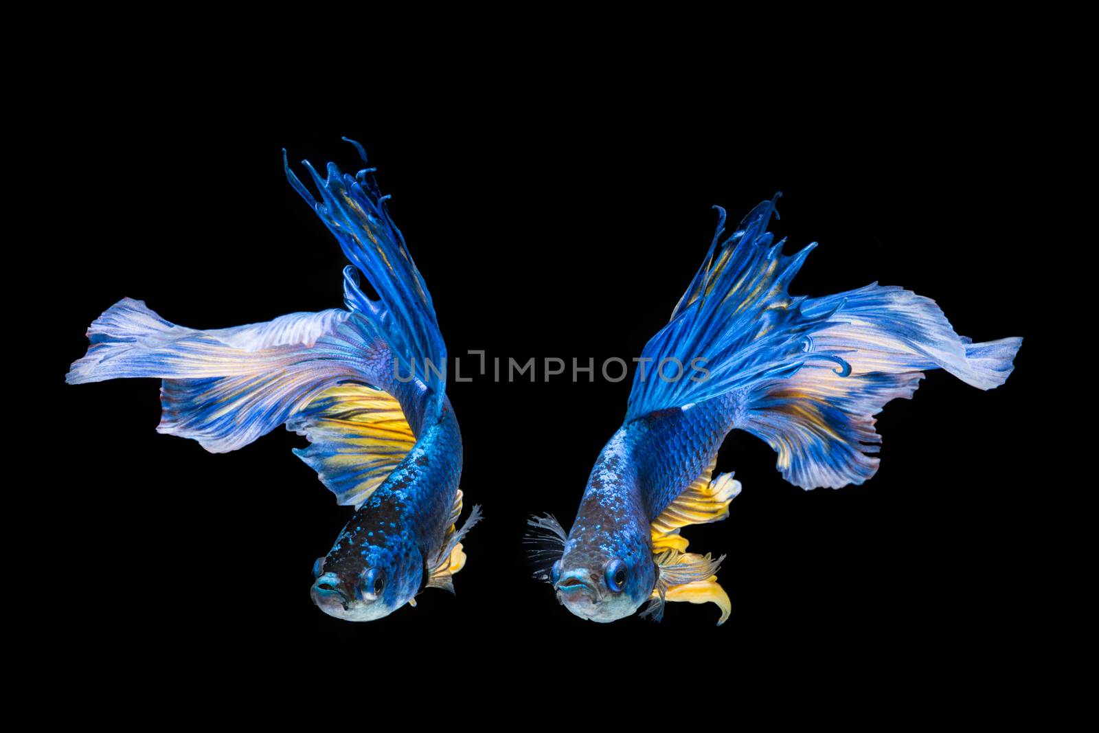 Blue and yellow betta fish by yuiyuize
