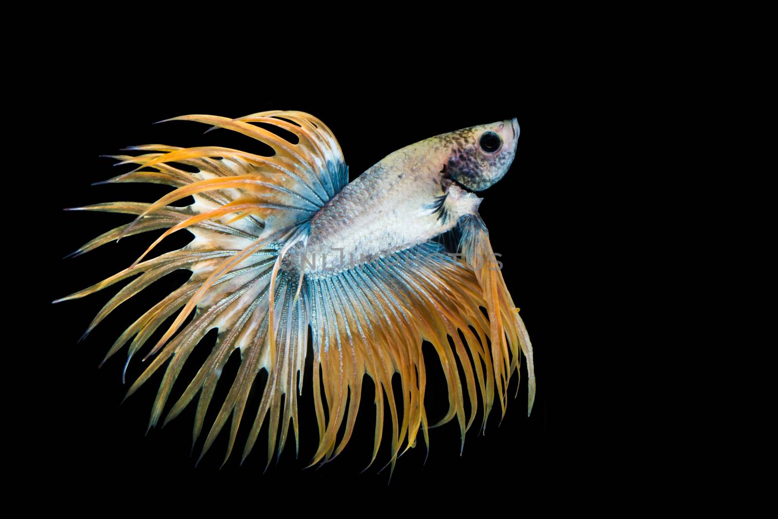 Yellow and blue betta fish by yuiyuize