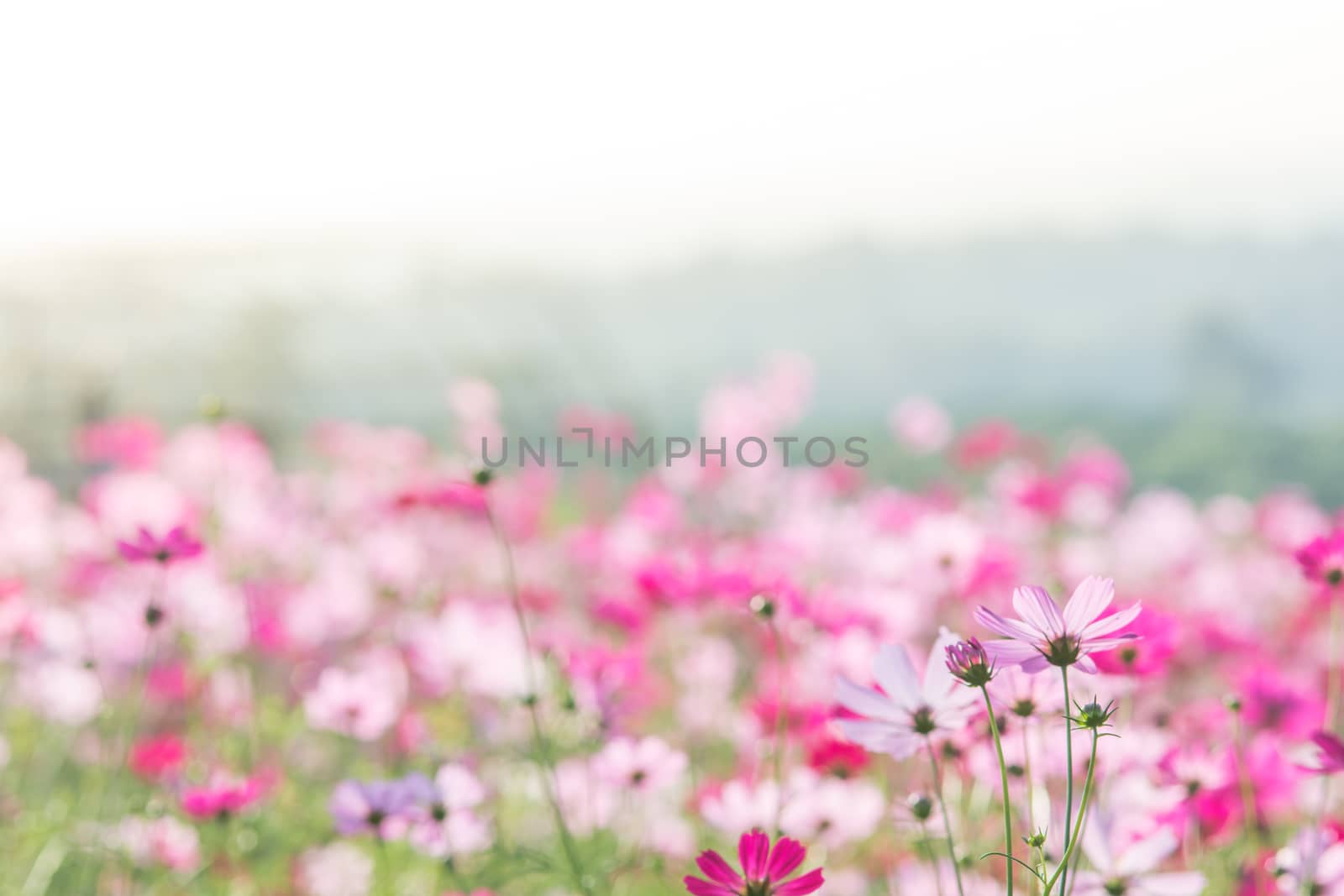 Cosmos flowers by yuiyuize