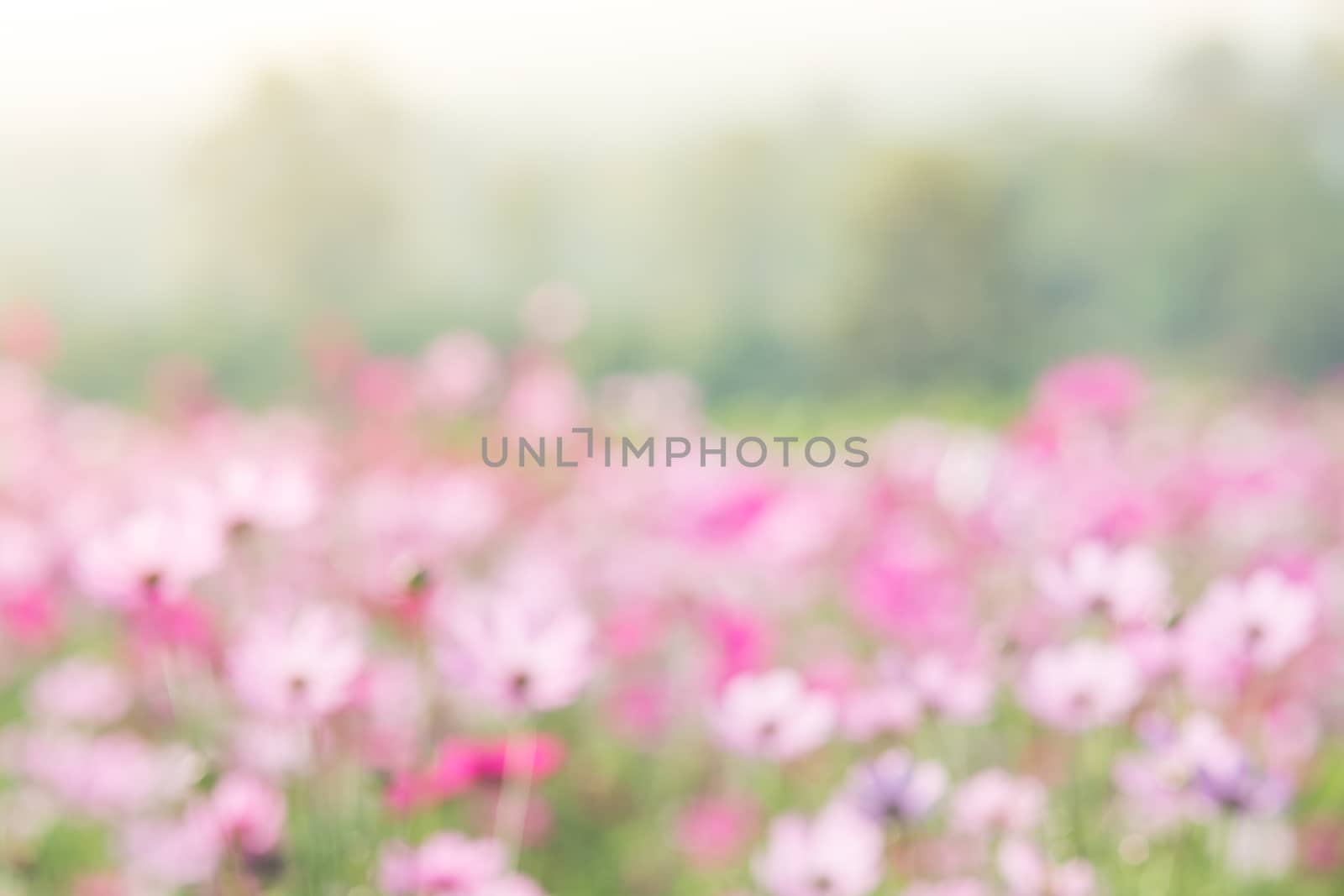 Blurry flower for background by yuiyuize