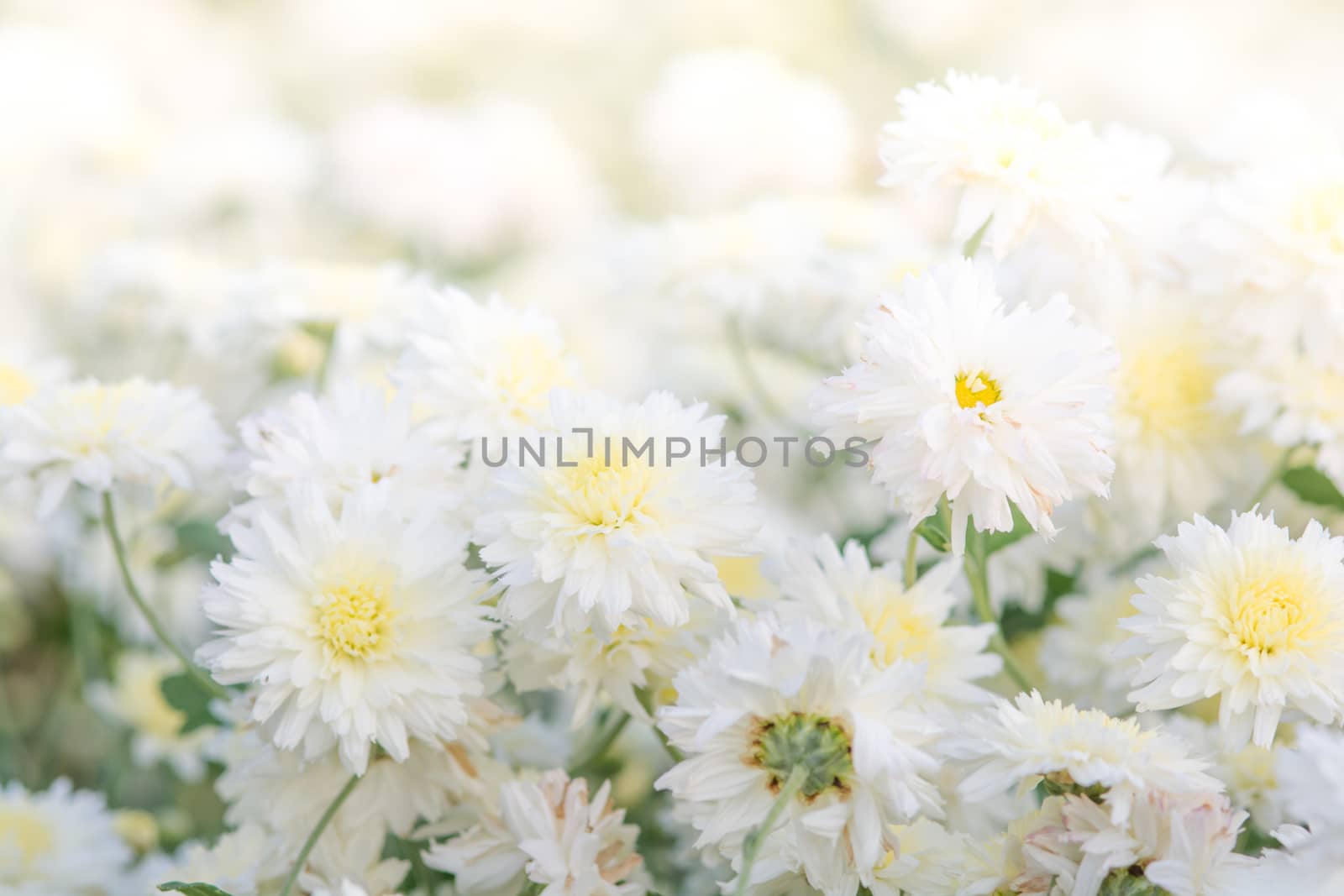 white chrysanthemum flowers, chrysanthemum in the garden. Blurry flower for background, colorful plants
