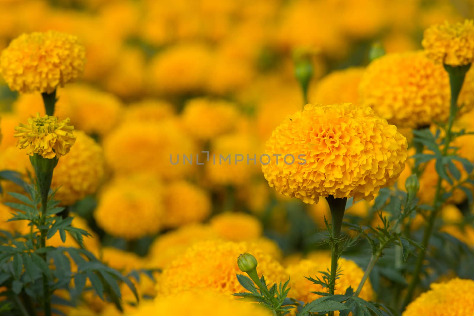 Orange Marigolds flower by yuiyuize