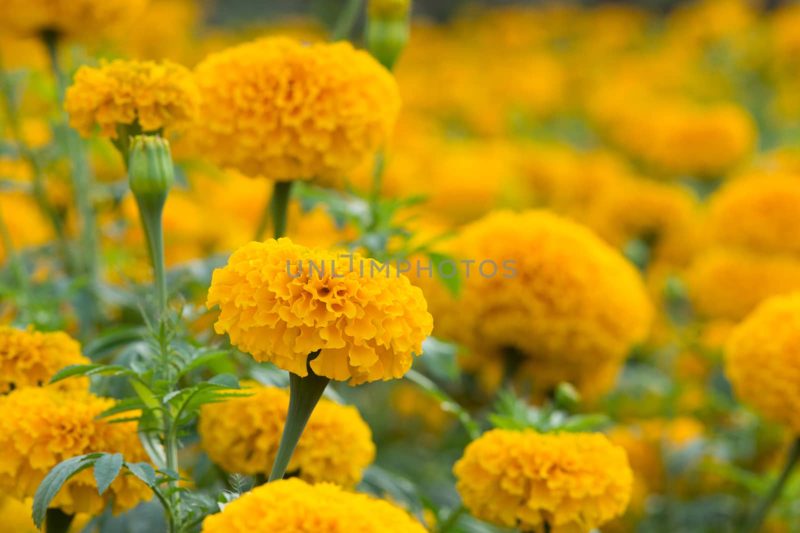 Orange Marigolds flower fields, selective focus