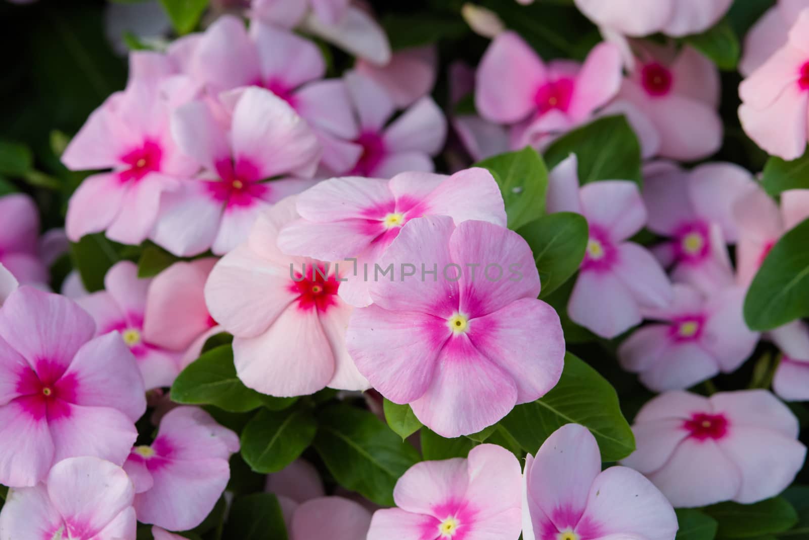 Vinca rosea flowers blossom in the garden, foliage variety of colors flowers, selective focus