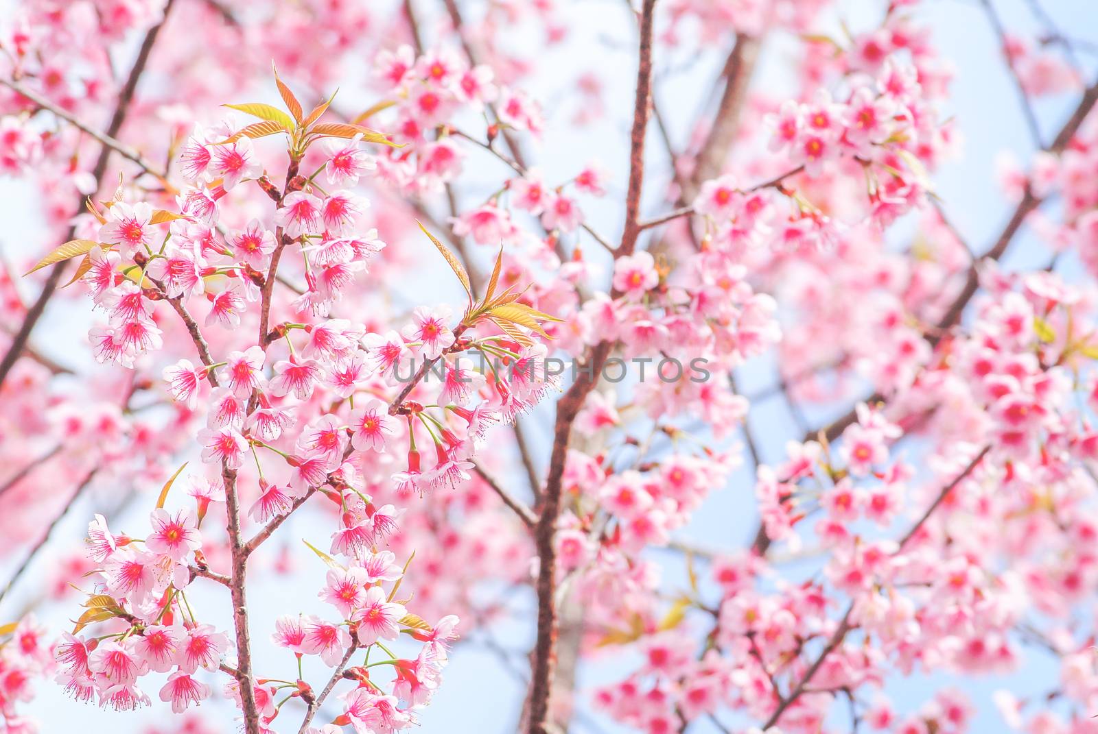 Spring time with beautiful cherry blossoms, pink sakura flowers.
