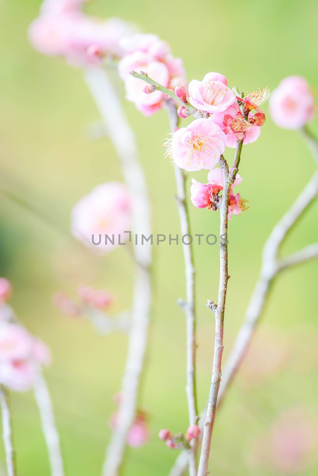 Spring time with beautiful cherry blossoms, pink sakura flowers.
