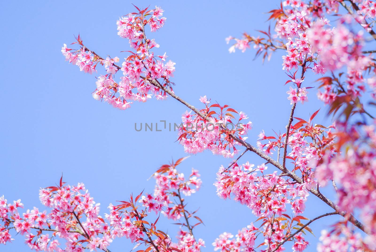 Spring time with beautiful cherry blossoms, pink sakura flowers.
