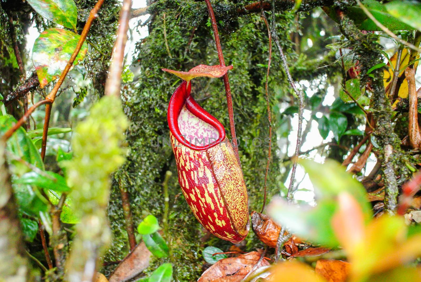 Wild Nepenthes, Tropical pitcher plants, red monkey cups by yuiyuize