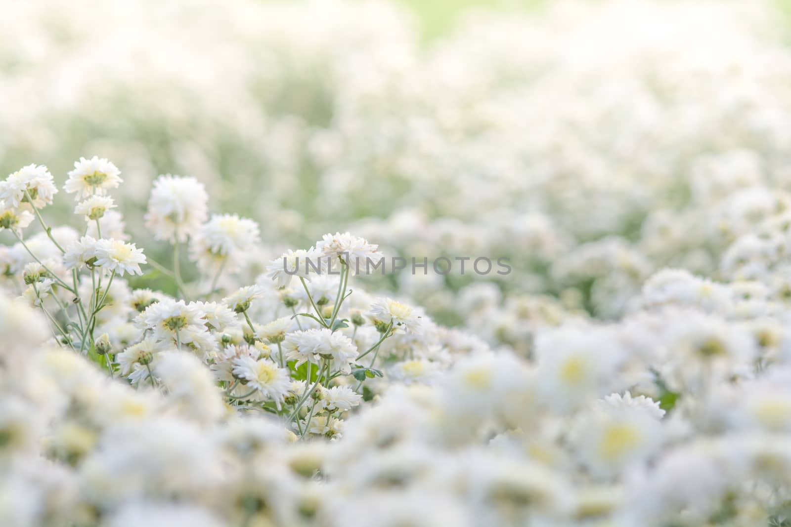 white chrysanthemum flowers, chrysanthemum in the garden. Blurry flower for background, colorful plants
