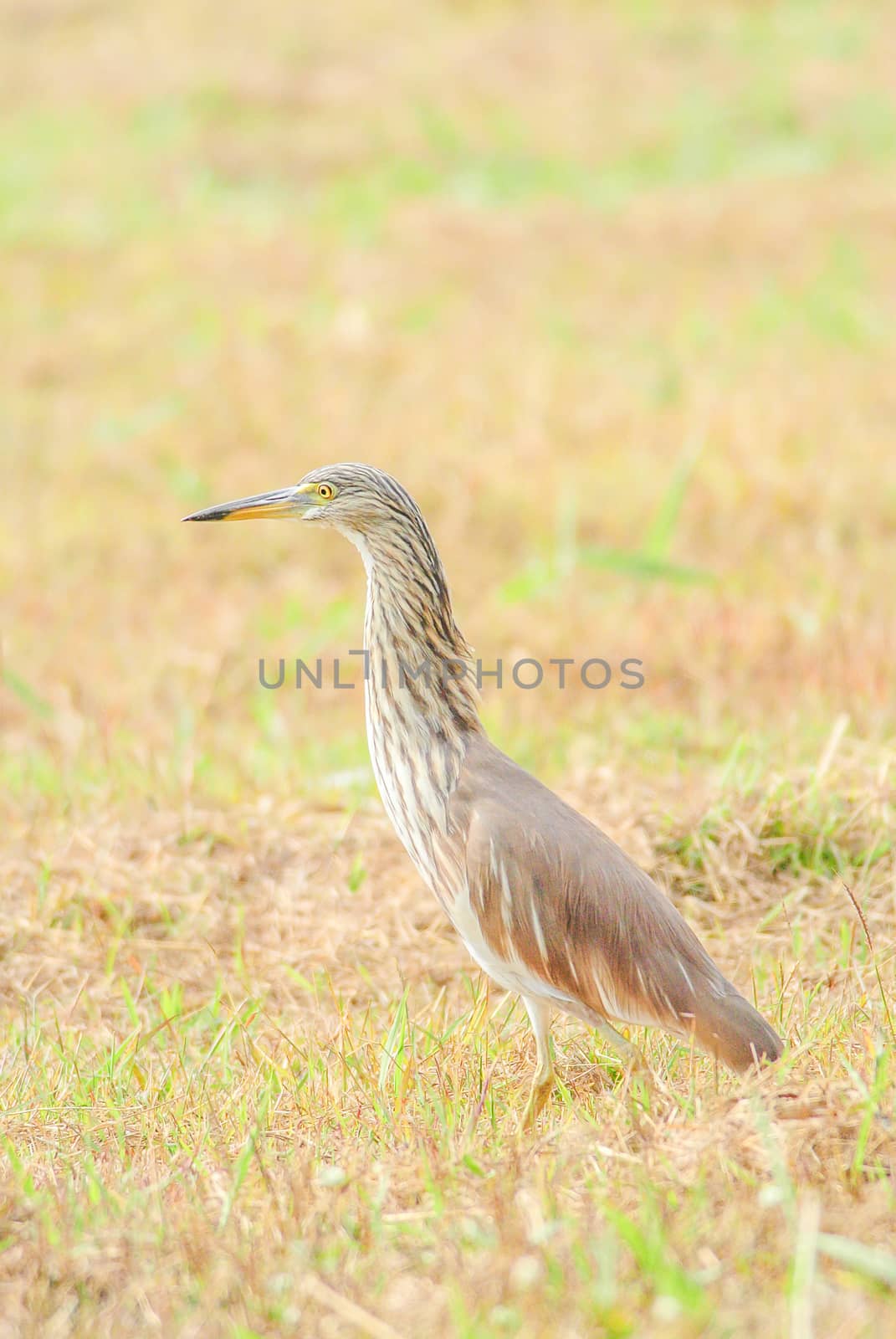 The Chinese pond heron is an East Asian freshwater bird of the heron family. It is one of six species of birds known as "pond herons".
