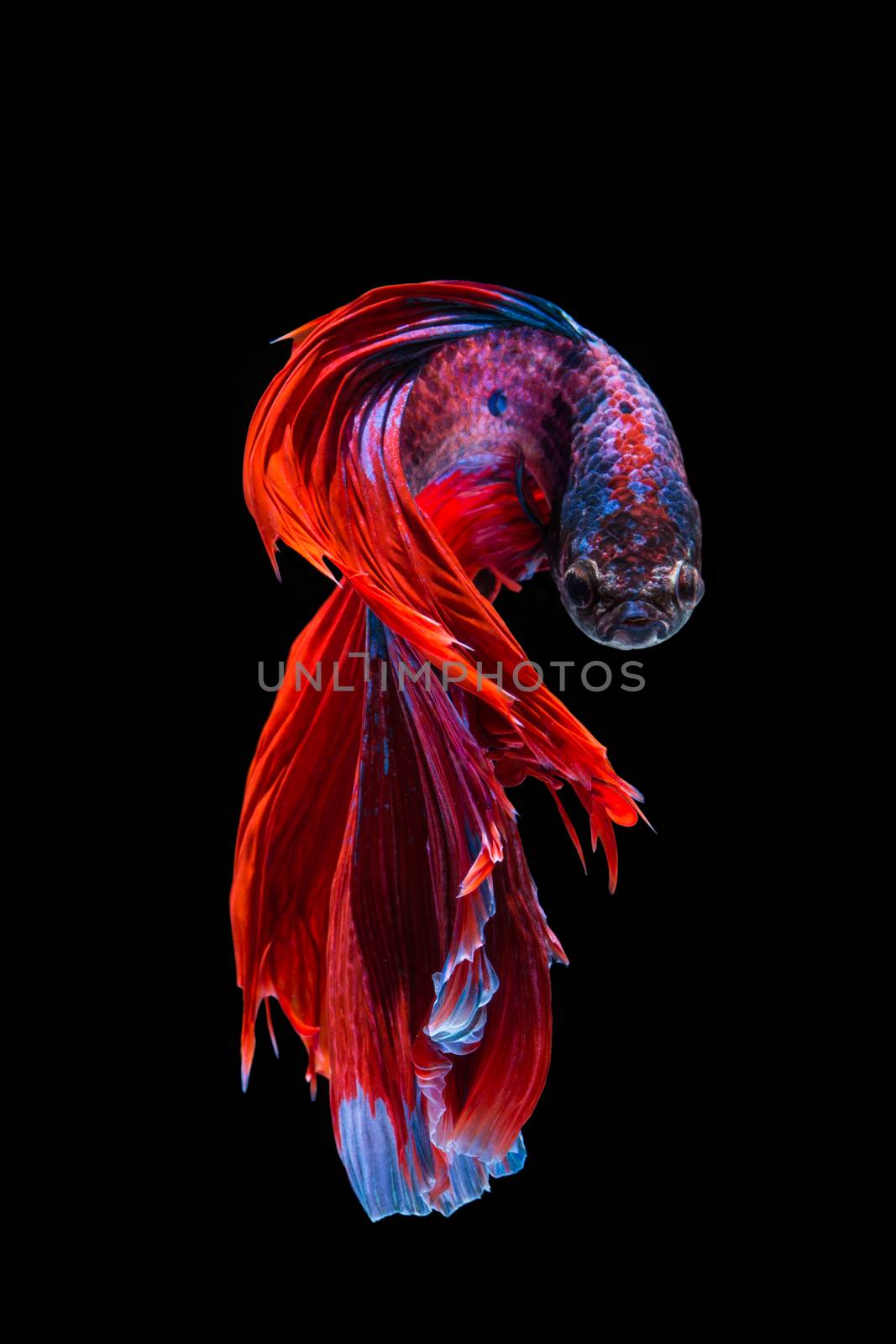 Red and blue betta fish, siamese fighting fish on black background