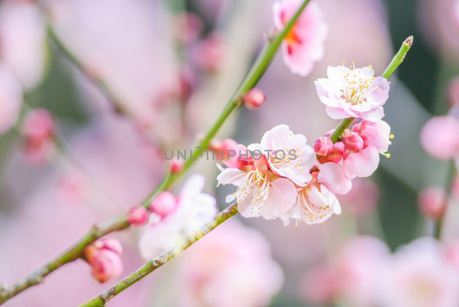 Pink Cherry Blossom by yuiyuize