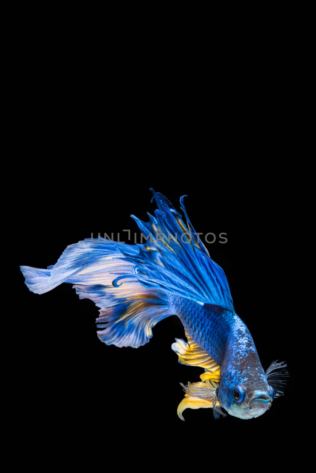 Blue and yellow betta fish, siamese fighting fish on black background