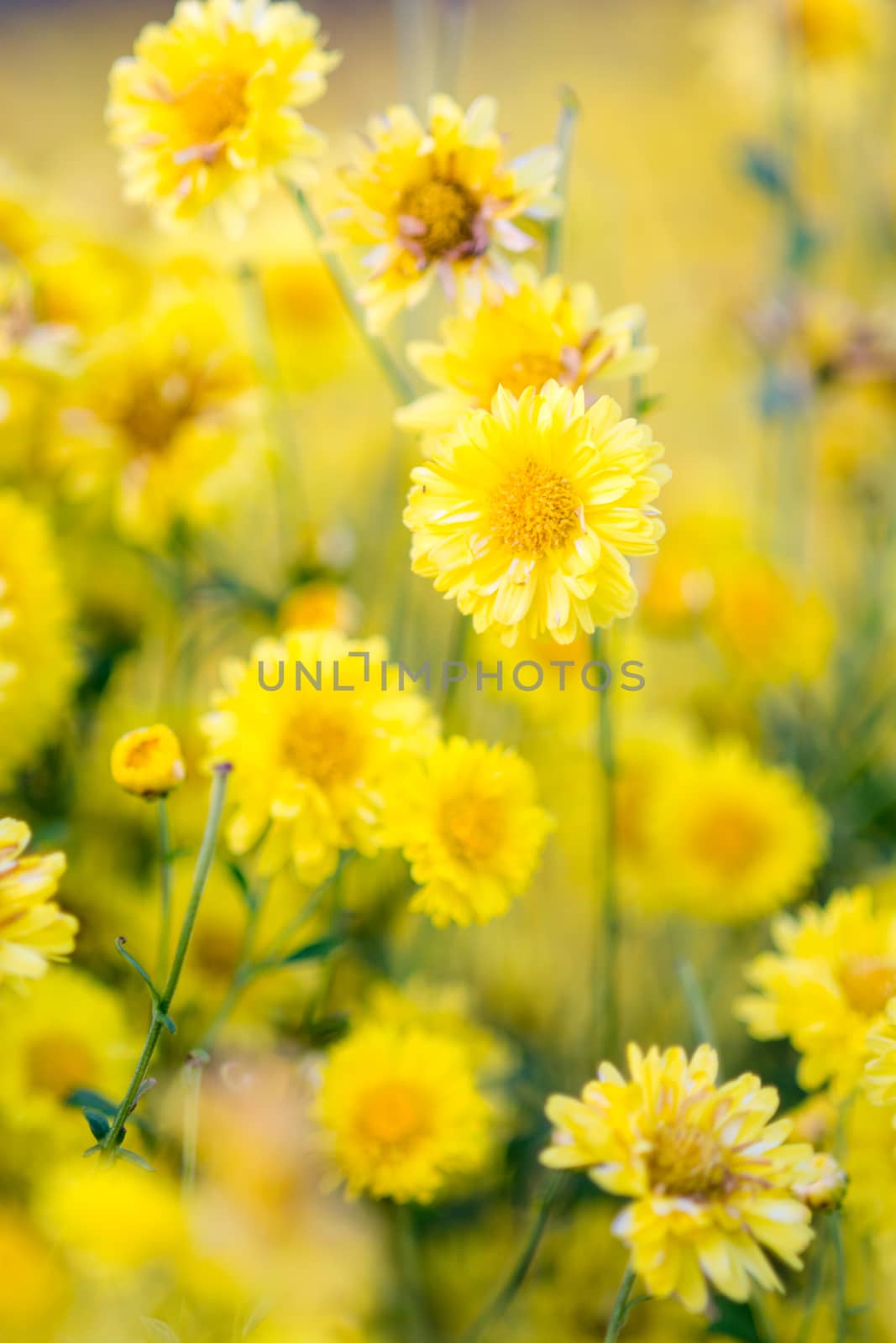 Yellow chrysanthemum flowers by yuiyuize