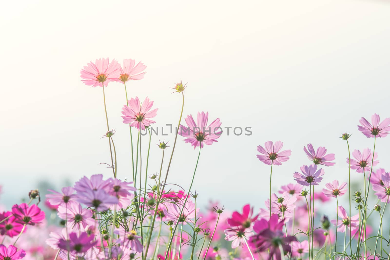 Cosmos flowers in nature, sweet background by yuiyuize