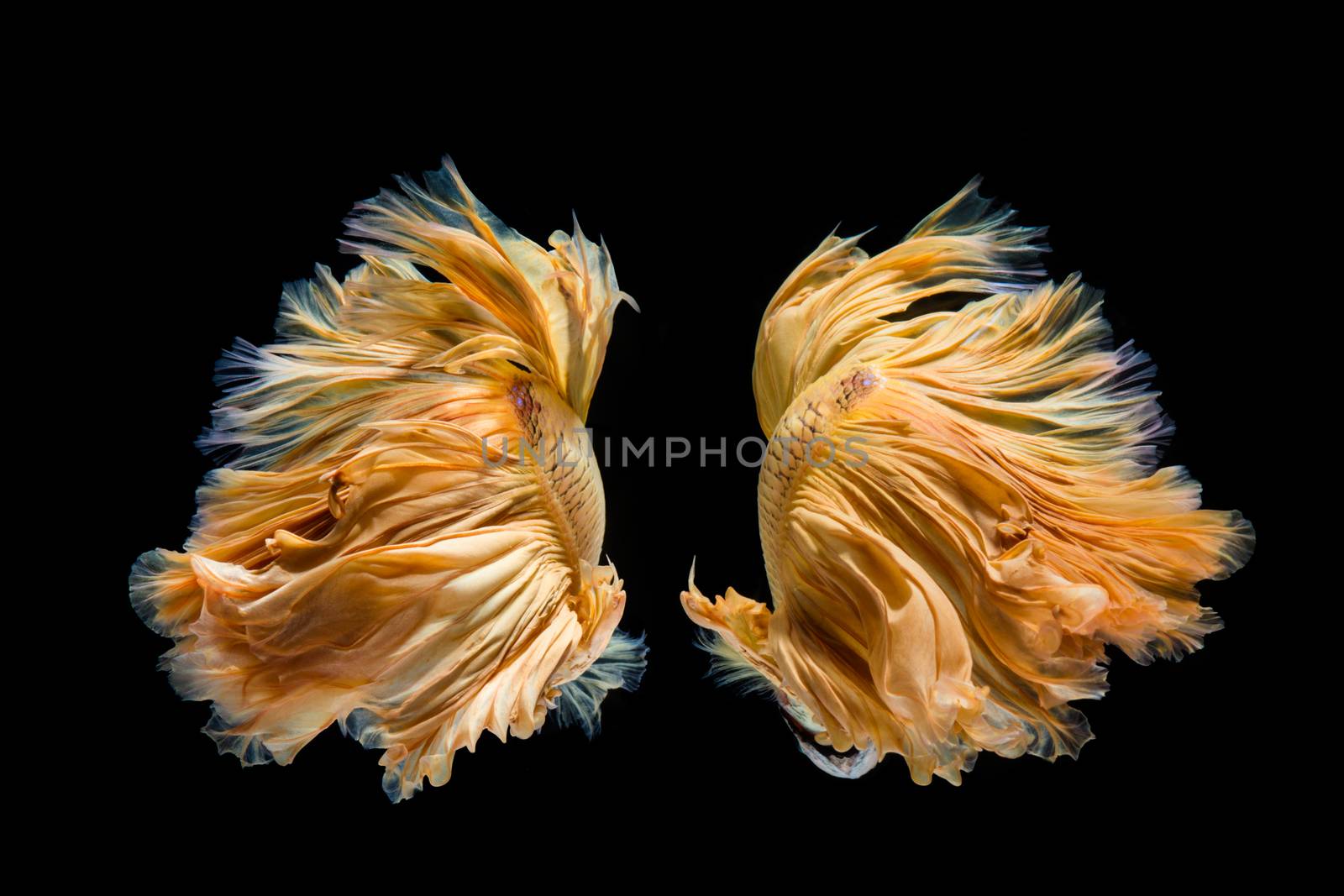 Yellow gold betta fish, siamese fighting fish on black background