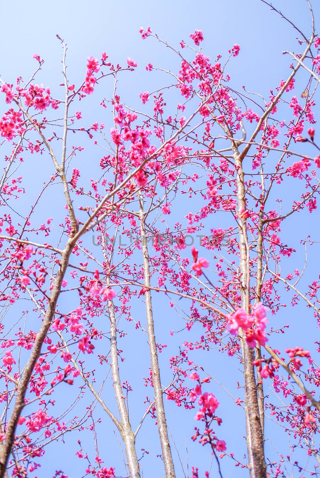 Spring time with beautiful cherry blossoms, pink sakura flowers.
