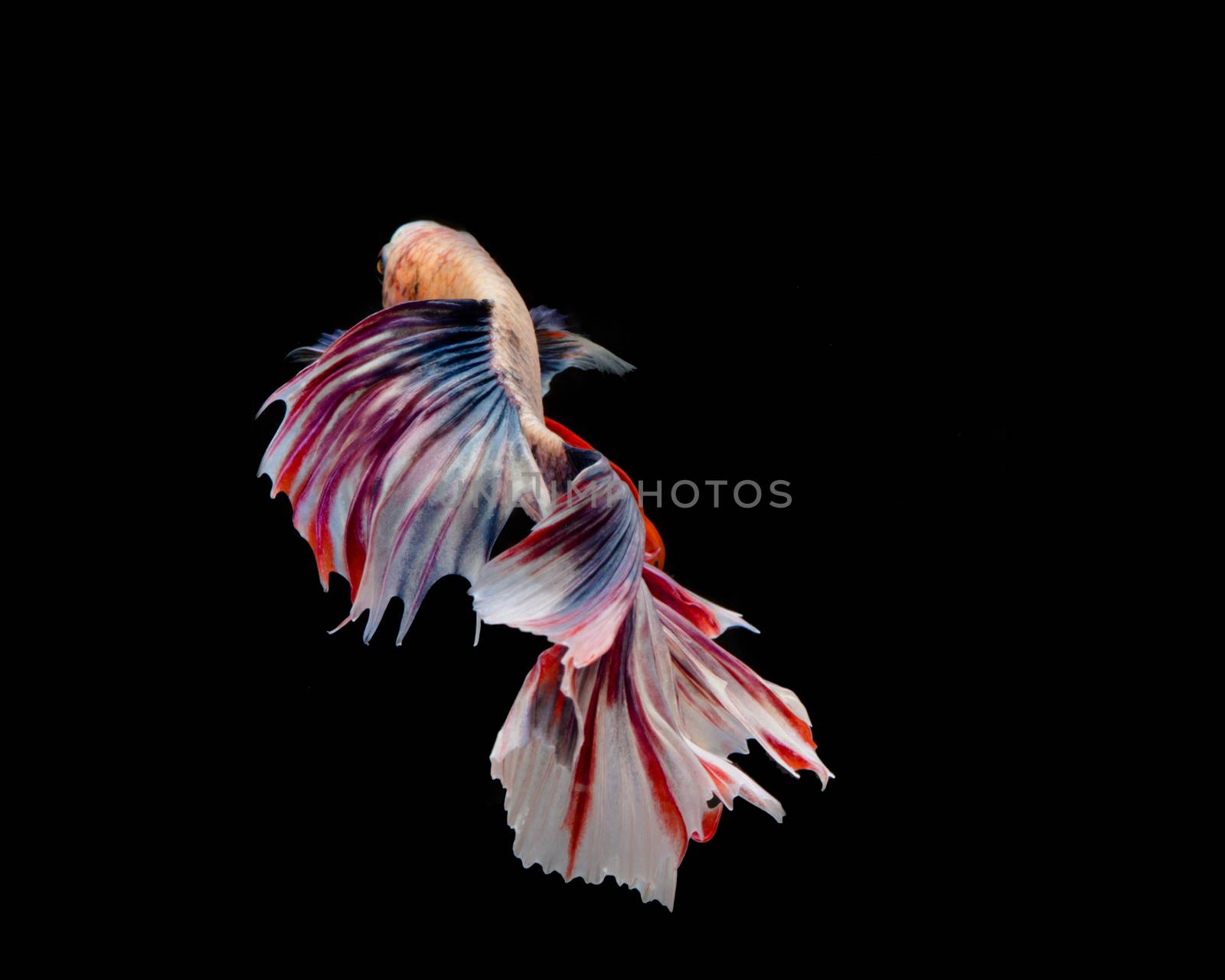 Multi-color betta fish, siamese fighting fish on black background
