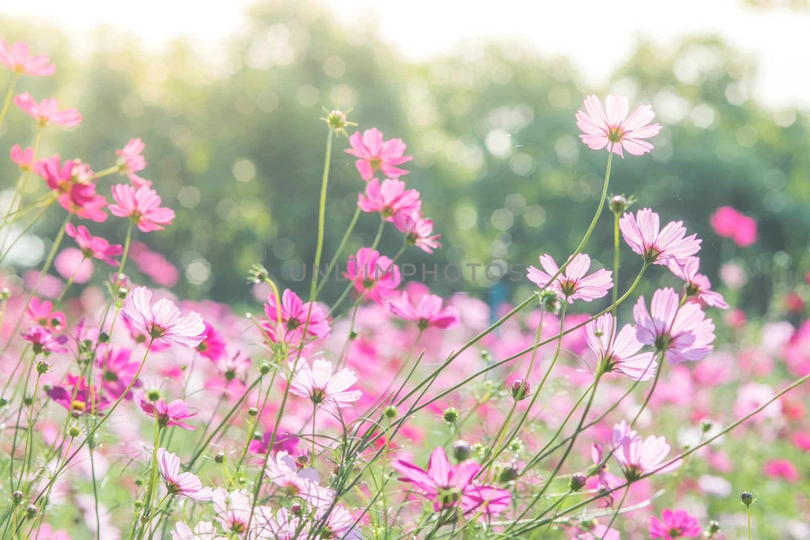 Cosmos flowers in nature, sweet background, blurry flower background, light pink and deep pink cosmos
