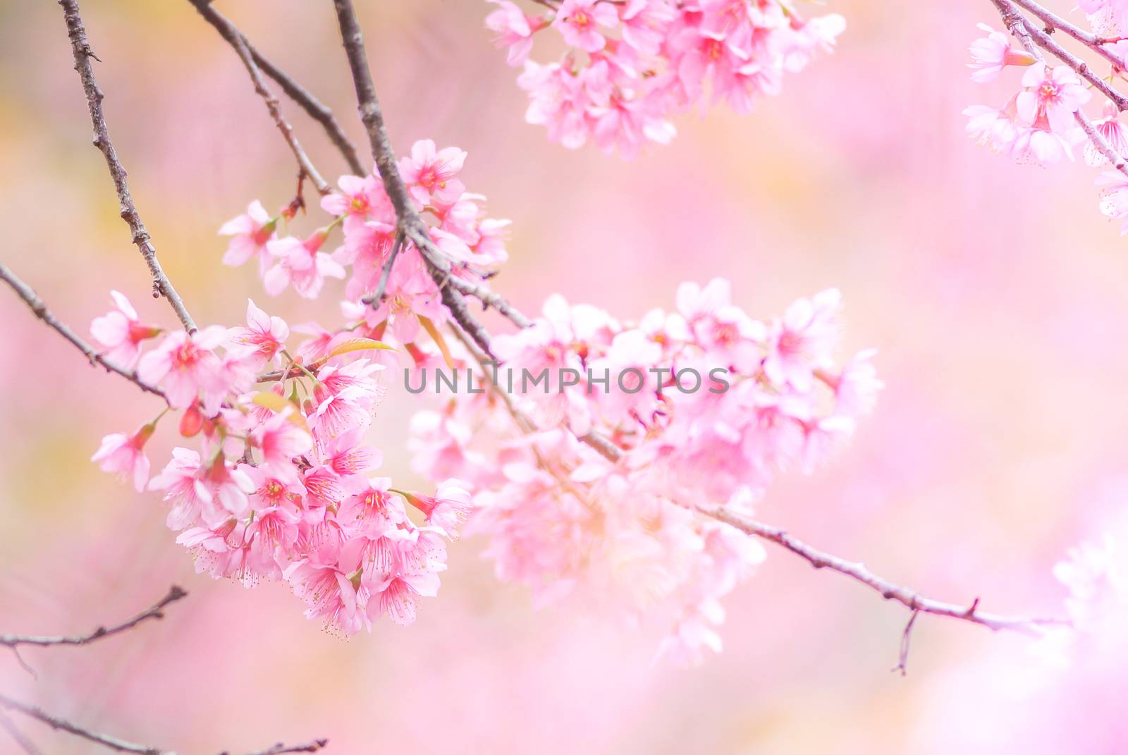 Cherry Blossom in spring with soft focus, unfocused blurred spring cherry bloom, bokeh flower background, pastel and soft flower background.
