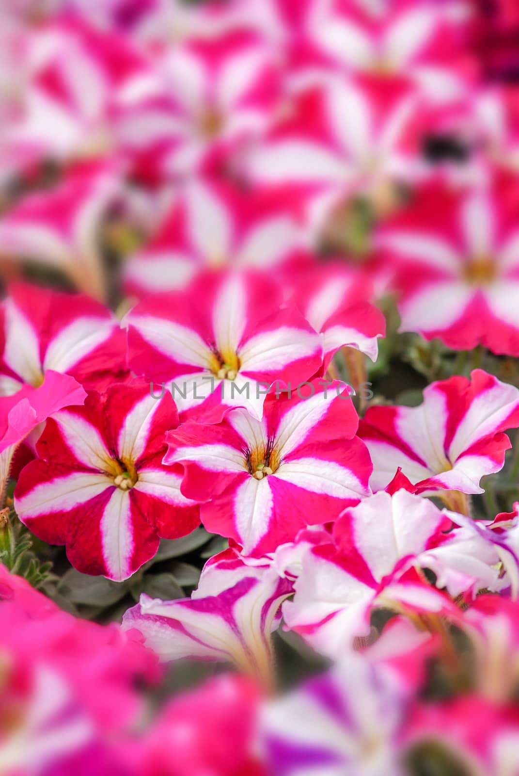Colorful petunia flowers by yuiyuize