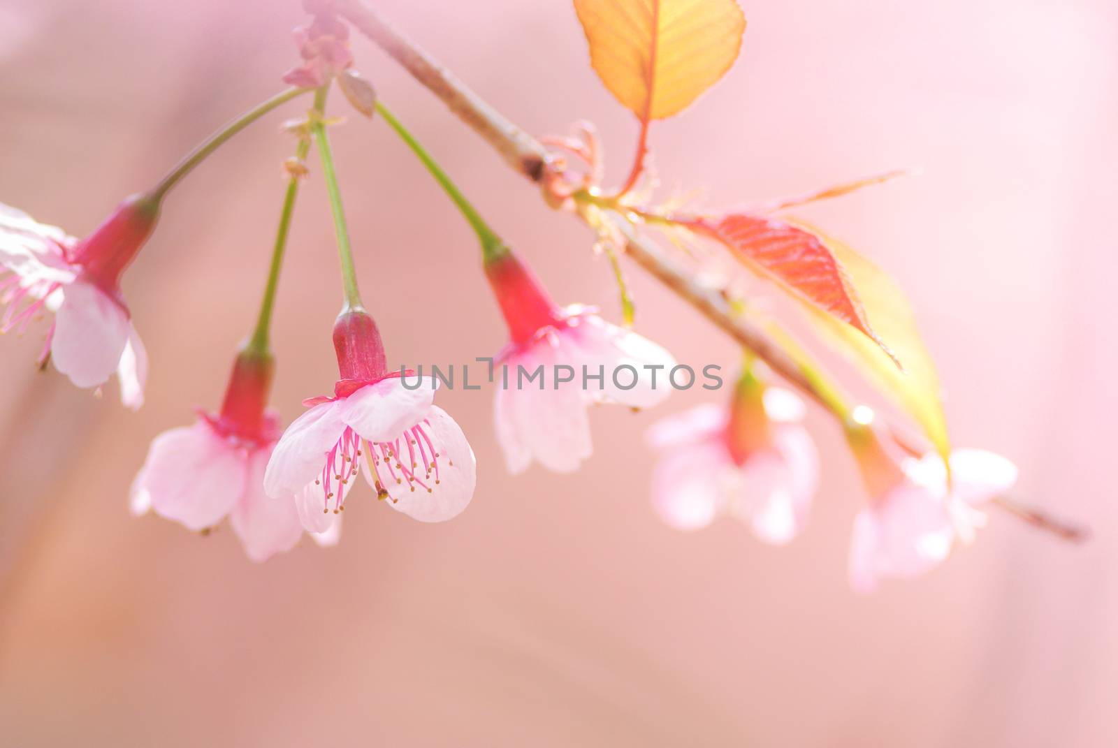 Cherry Blossom in spring with soft focus by yuiyuize