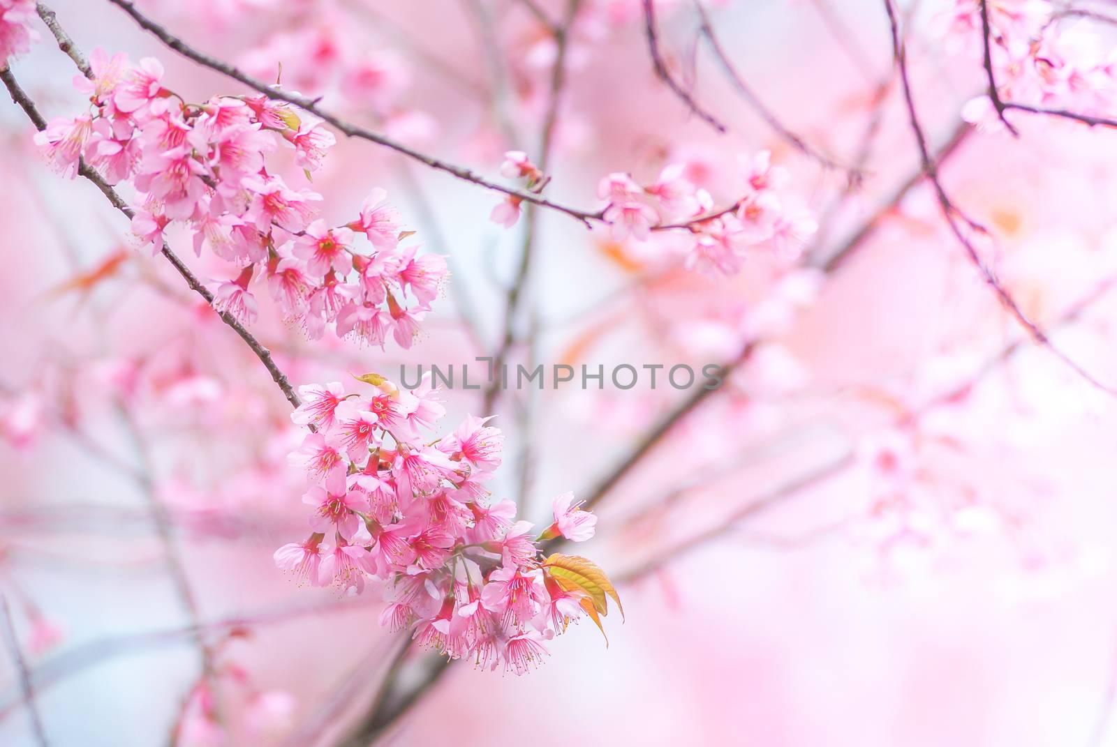 Cherry Blossom by yuiyuize