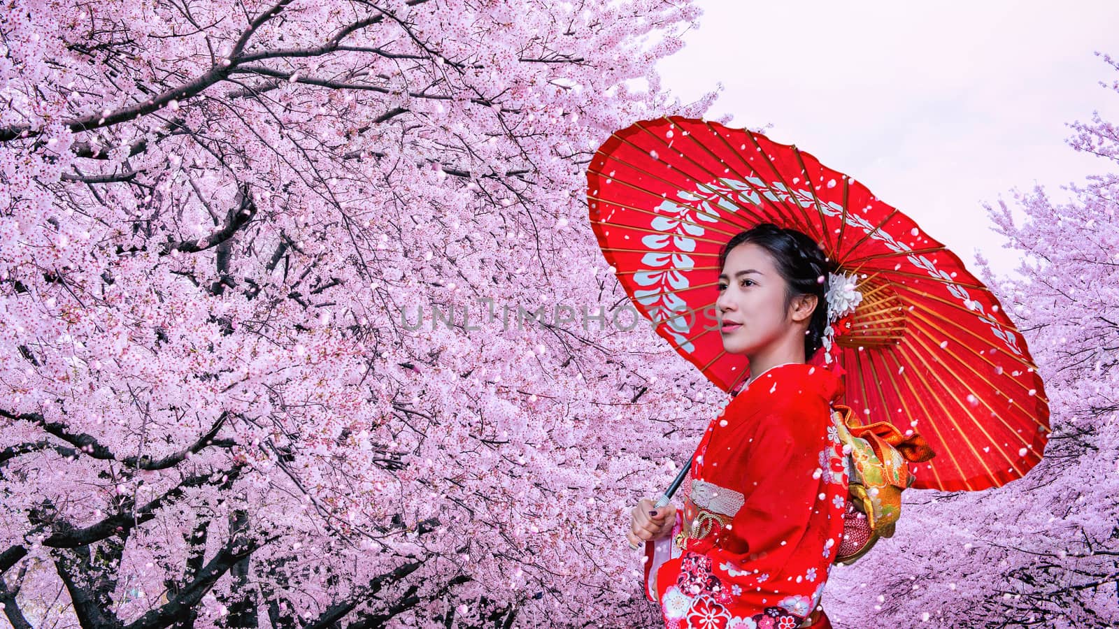 Asian woman wearing japanese traditional kimono and cherry blossom in spring, Japan.