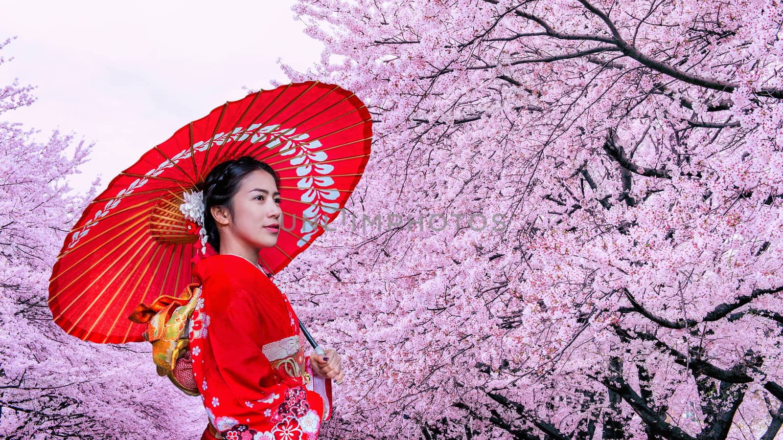 Asian woman wearing japanese traditional kimono and cherry blossom in spring, Japan. 