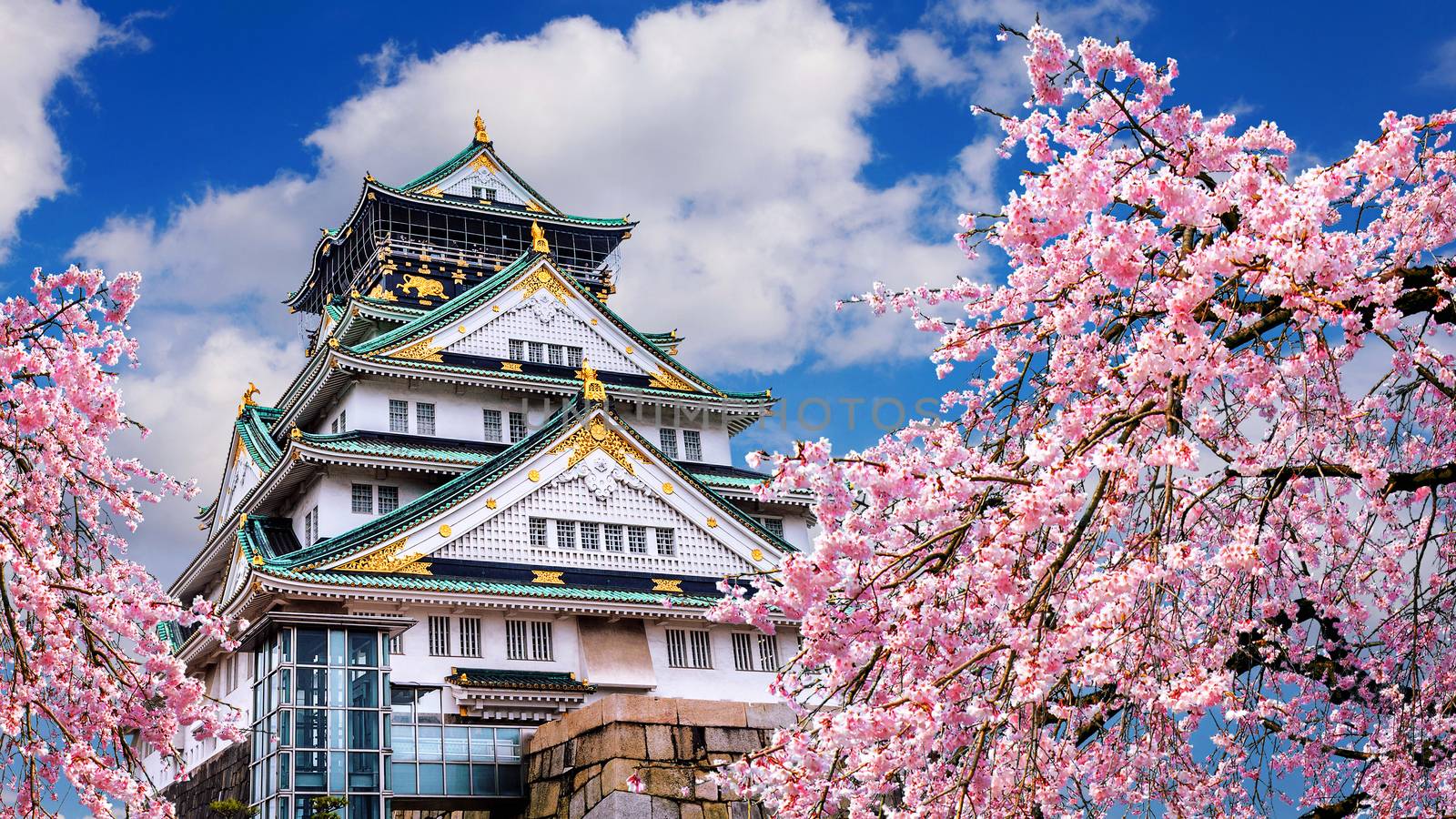 Cherry blossoms and castle in Osaka, Japan. by gutarphotoghaphy