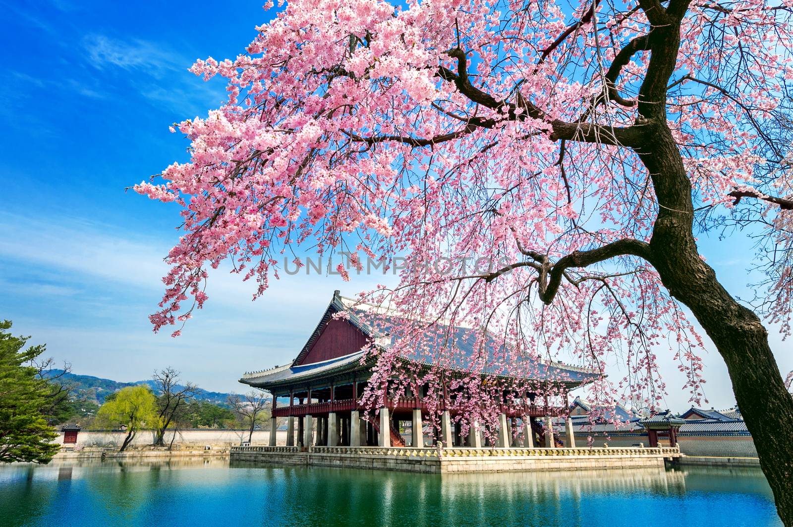 Gyeongbokgung Palace with cherry blossom in spring, Seoul in Korea. by gutarphotoghaphy