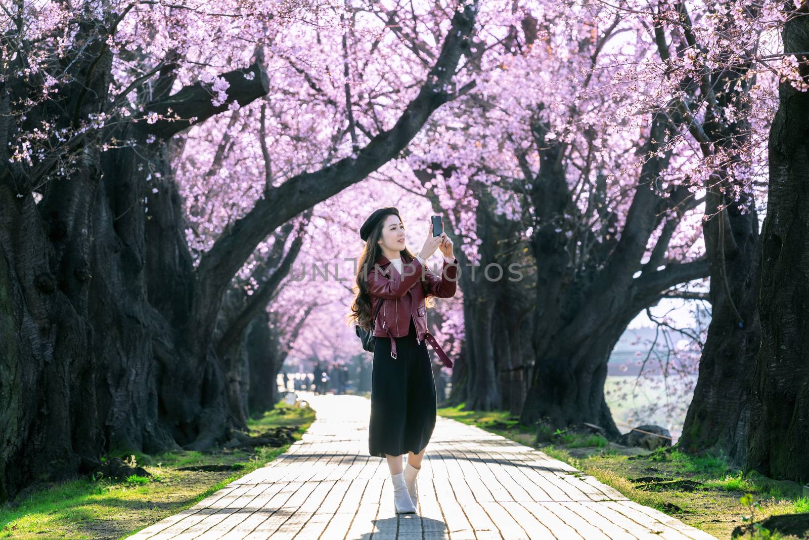 Young woman walking in cherry blossom garden on a spring day. Row cherry blossom trees in Kyoto, Japan