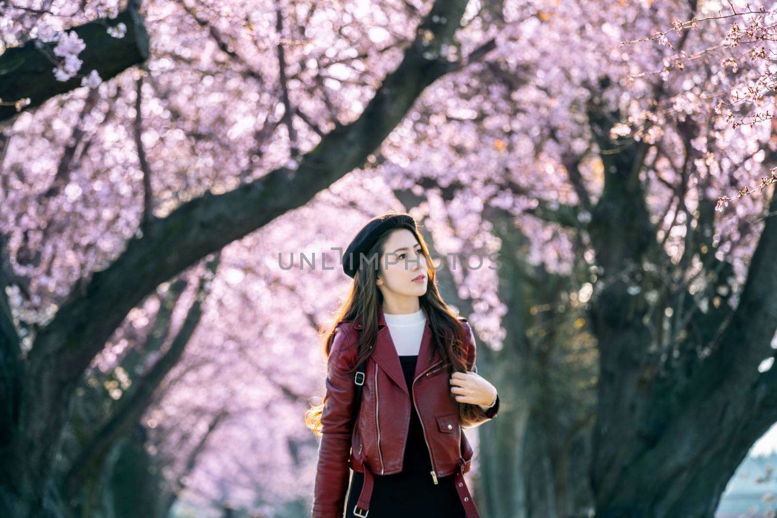 Young woman walking in cherry blossom garden on a spring day. Row cherry blossom trees in Kyoto, Japan by gutarphotoghaphy