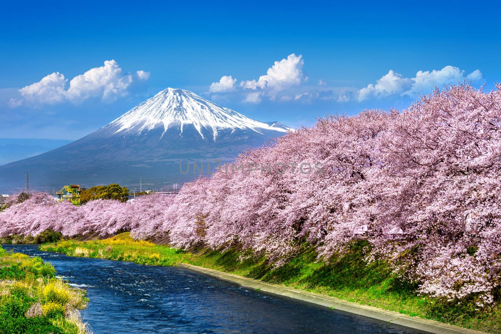 Fuji mountains and  cherry blossoms in spring, Japan.