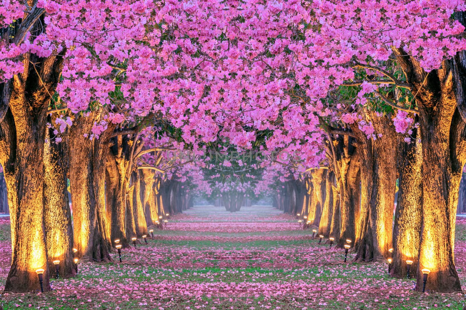 Rows of Beautiful pink flowers trees. by gutarphotoghaphy