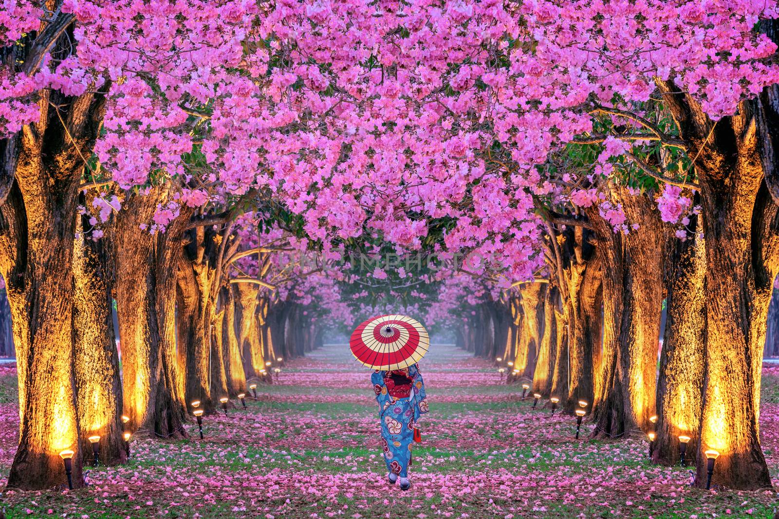 Rows of Beautiful pink flowers trees and Kimono girl. by gutarphotoghaphy