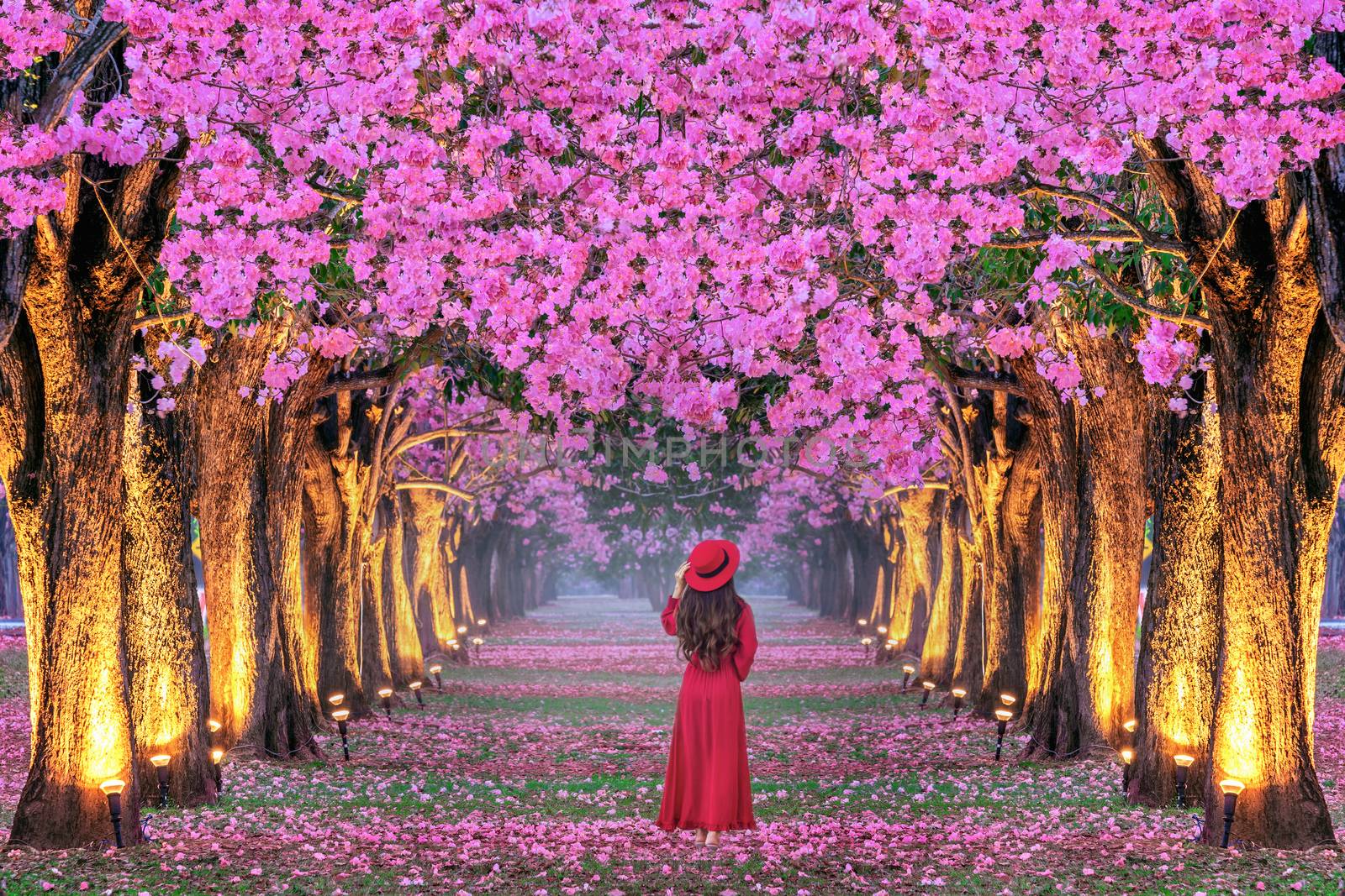 Young woman walking in rows of beautiful pink flowers trees. by gutarphotoghaphy