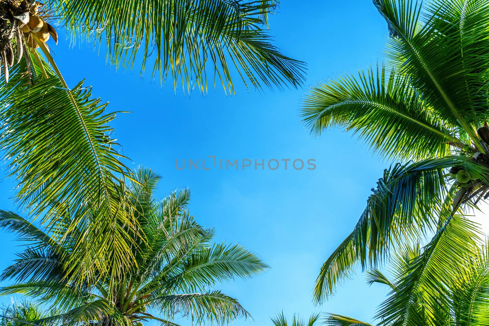 Coconut Palm trees. Tropical background. by gutarphotoghaphy