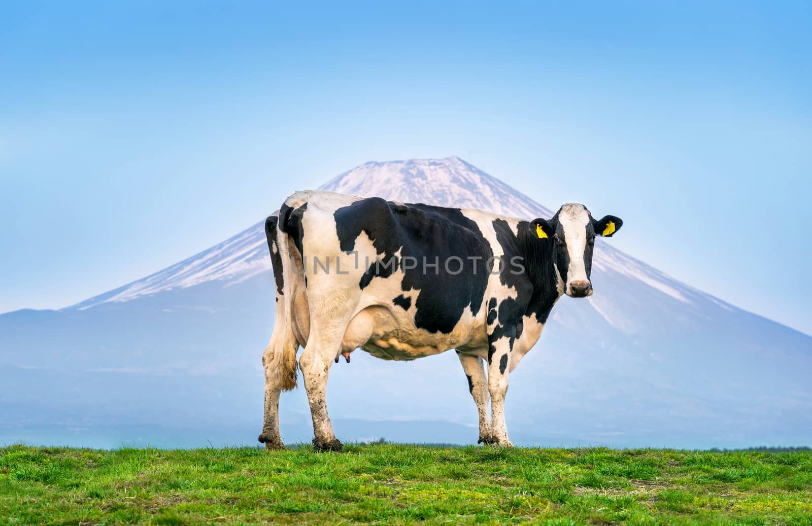 Cows standing on the green field in front of Fuji mountain, Japan.