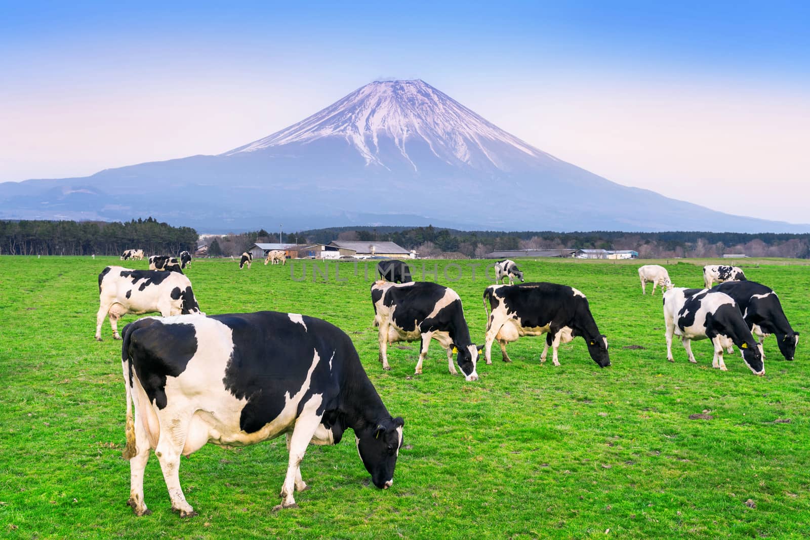 Cows eating lush grass on the green field in front of Fuji mountain, Japan.