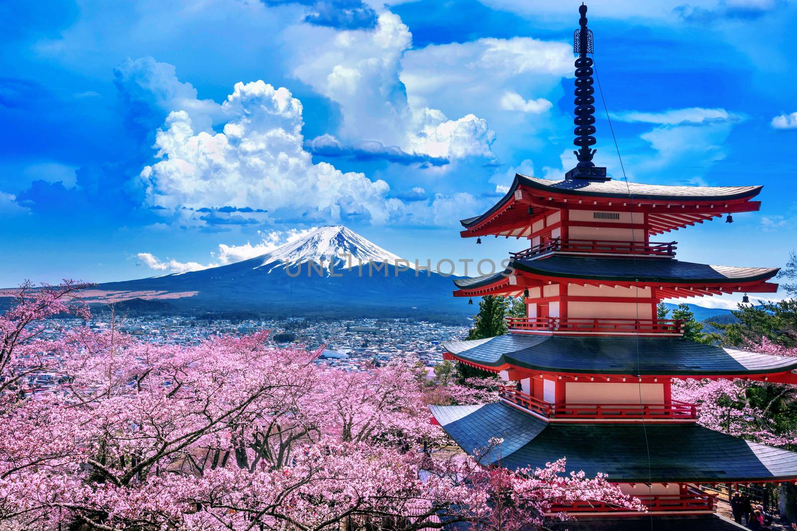 Cherry blossoms in spring, Chureito pagoda and Fuji mountain in Japan. by gutarphotoghaphy