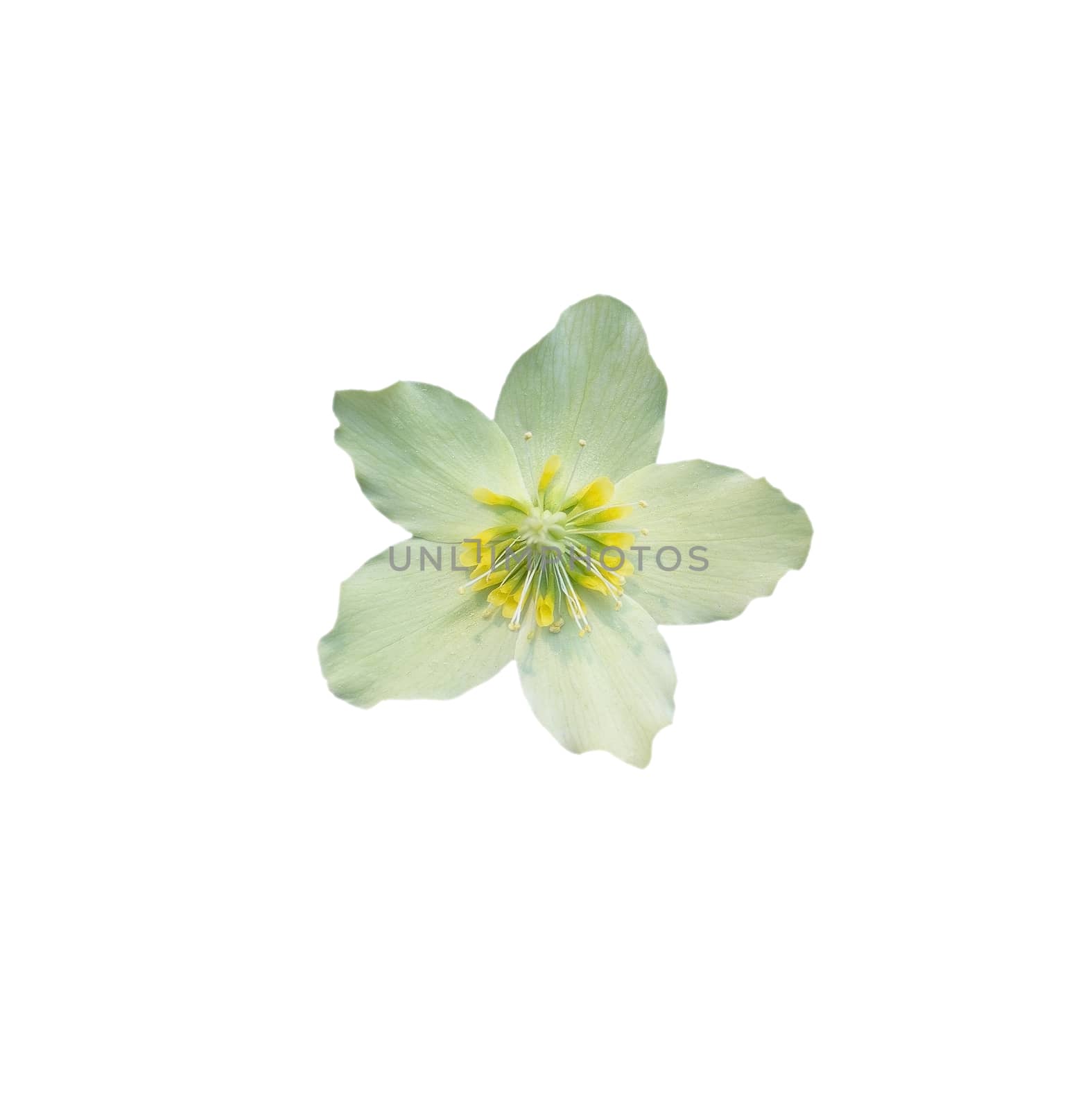 Helleborus Christmas white rose closeup with petals and pistils isolated on white